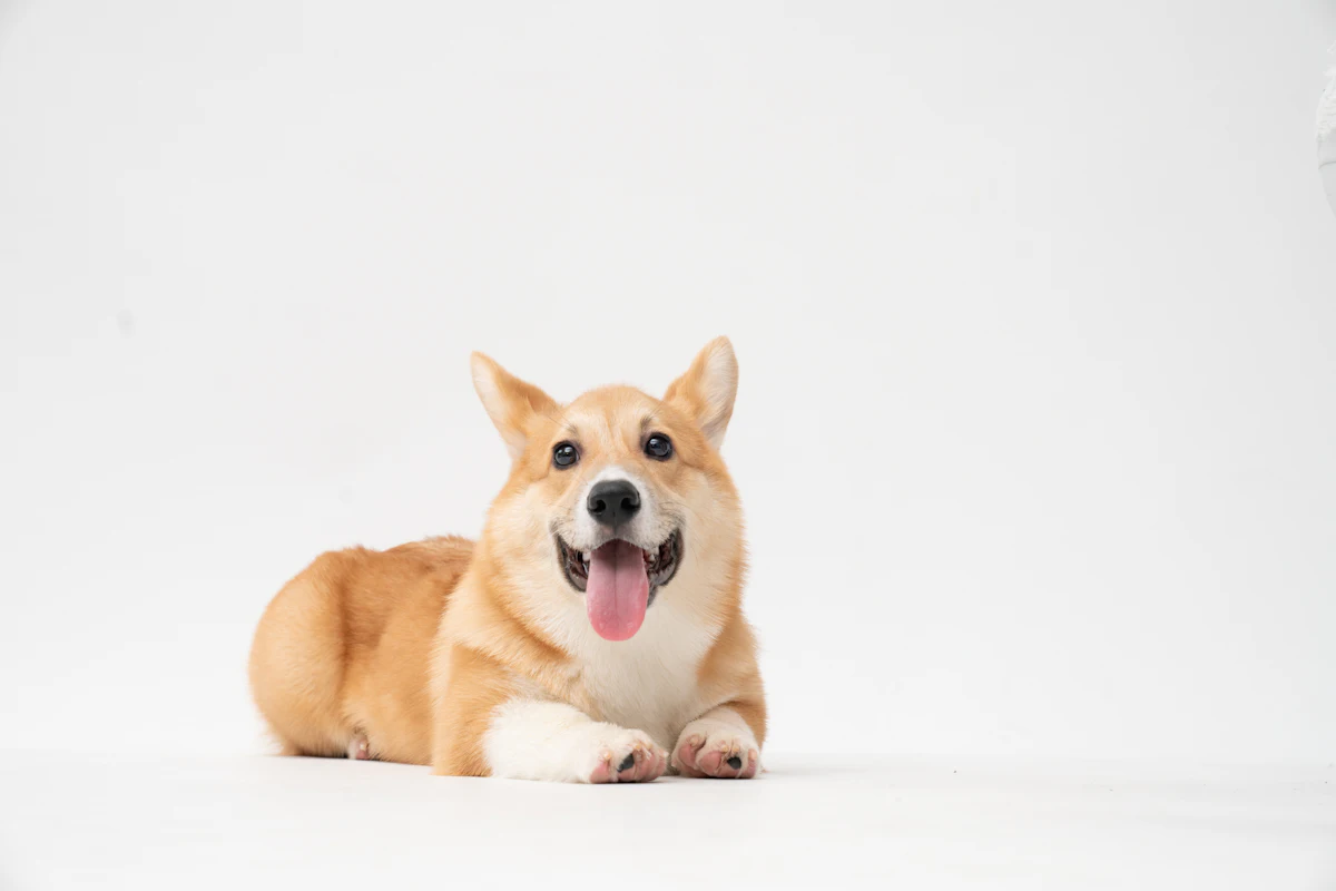 Corgi sonriente acostado