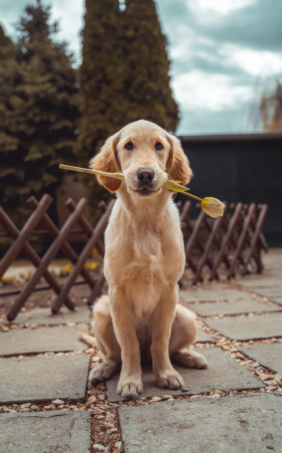 Golden retriever con una flor en la boca