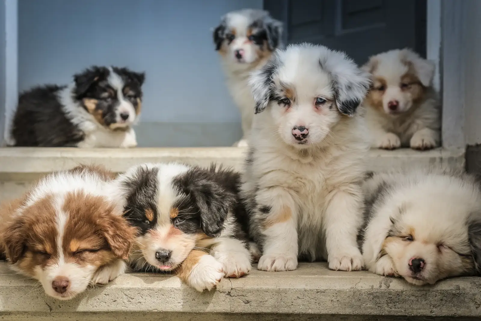 Camada de cachorros pastor australiano