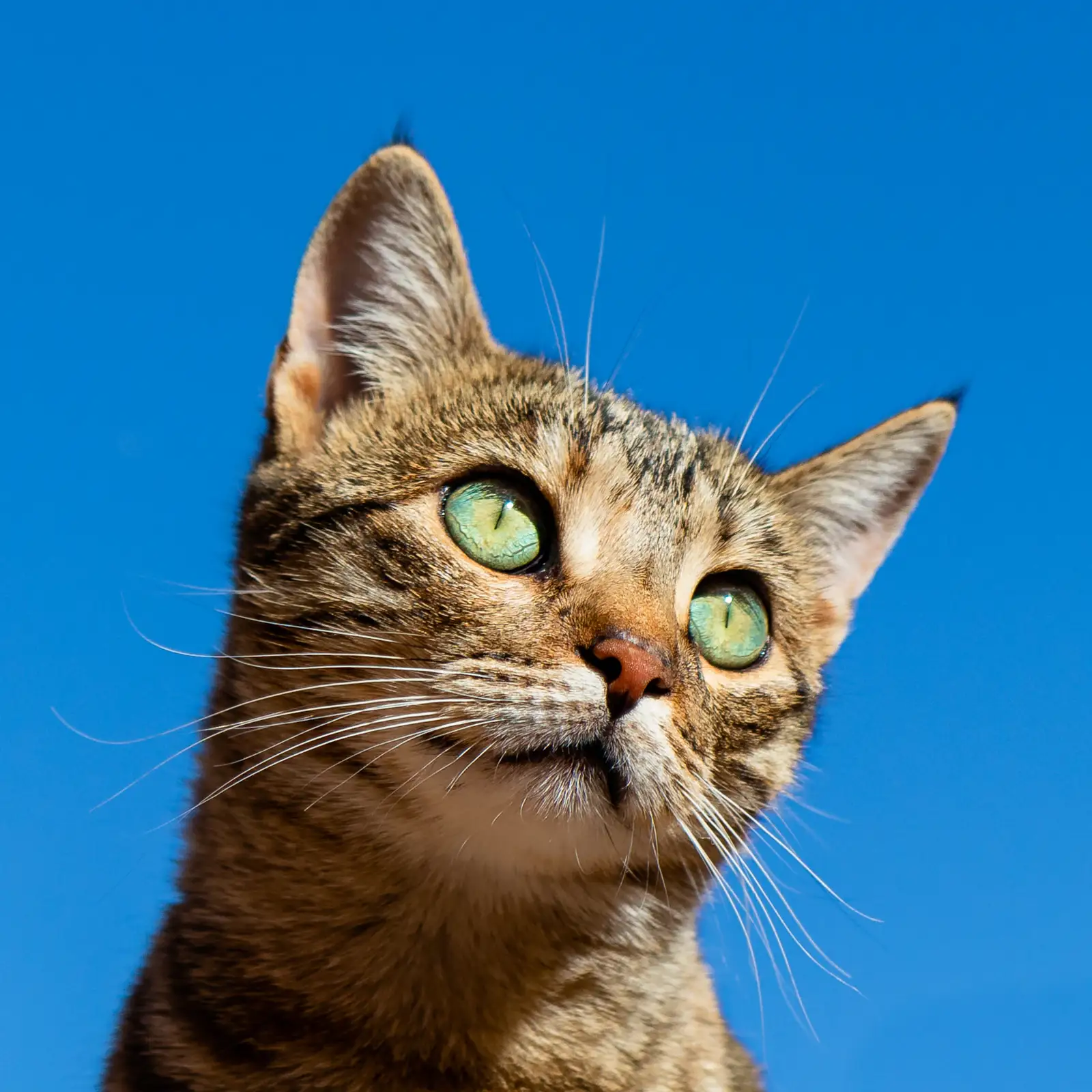 Gato atigrado de ojos verdes sobre fondo azul