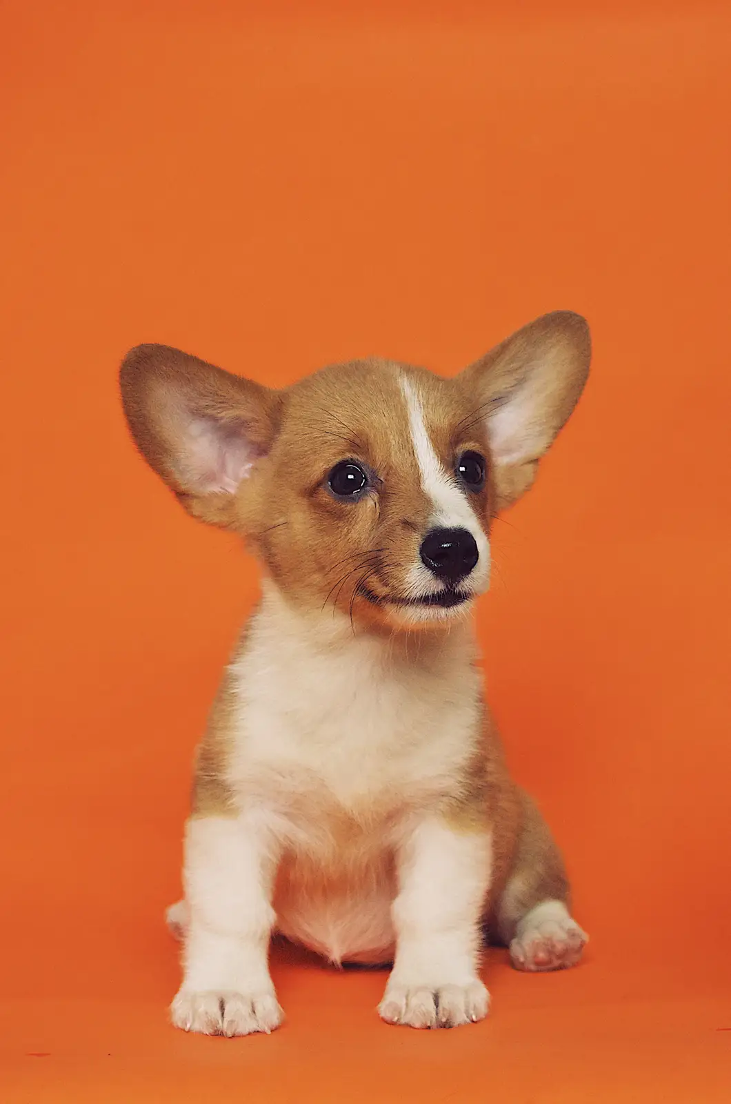 Cachorro corgi sobre fondo naranja