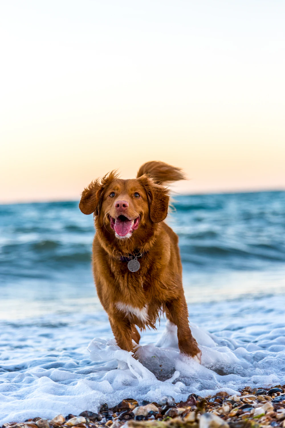 Perro corriendo feliz en la playa